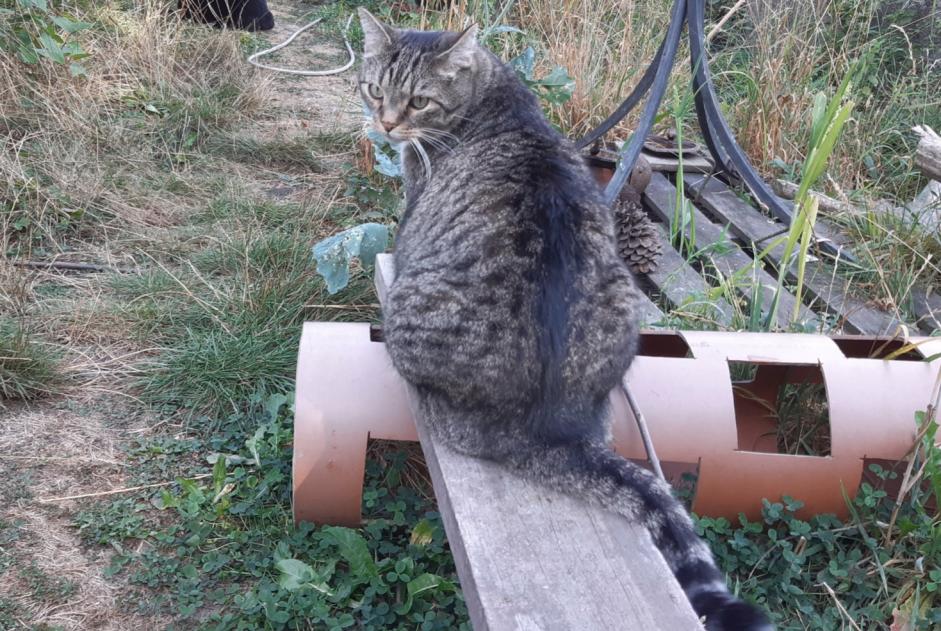 Alerta de Desaparición Gato  Macho , 9 años Colfontaine Bélgica