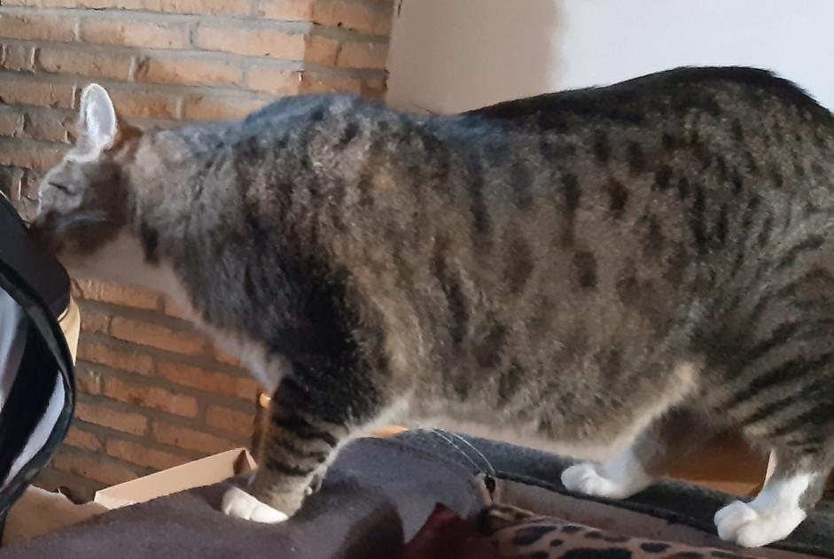 Alerta de Desaparición Gato  Macho , 9 años Colfontaine Bélgica