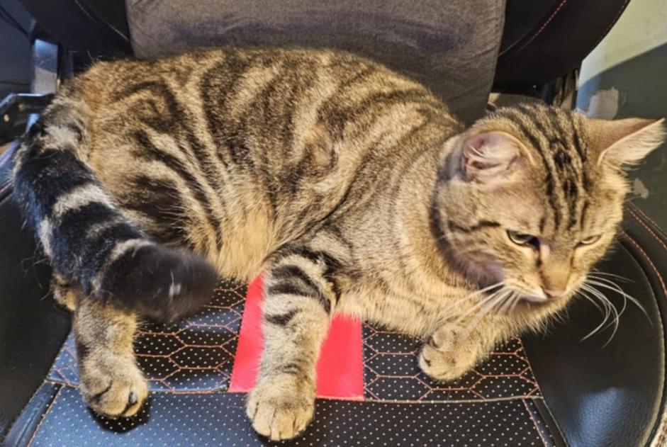 Alerta de Hallazgo Gato Macho Tubize Bélgica