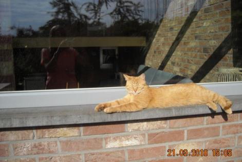 Alerte Disparition Chat Mâle , 8 ans Liège Belgique