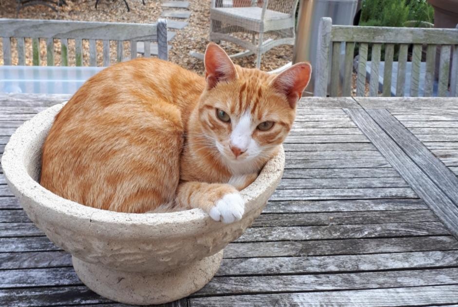 Alerte Disparition Chat Mâle , 7 ans Rue Belgique