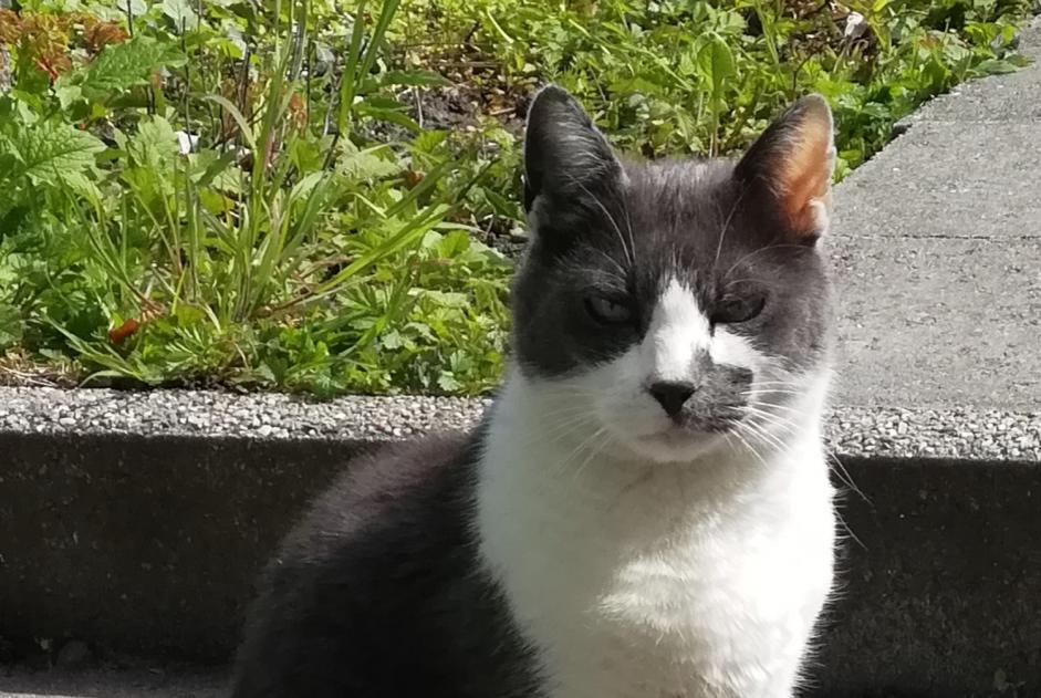 Alerte Disparition Chat  Mâle , 9 ans Liège Belgique