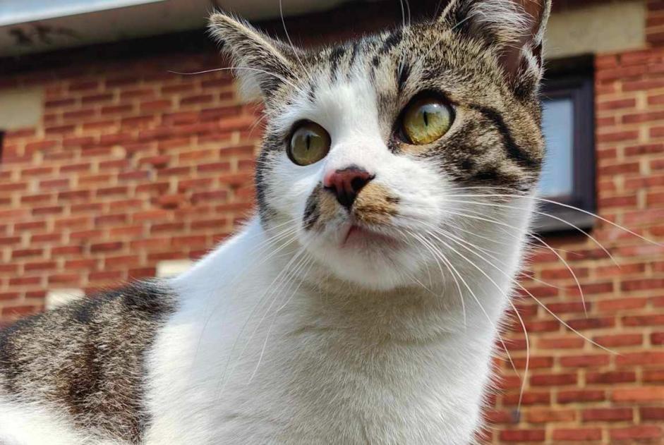 Alerte Disparition Chat croisement  Mâle , 1 ans Manage Belgique