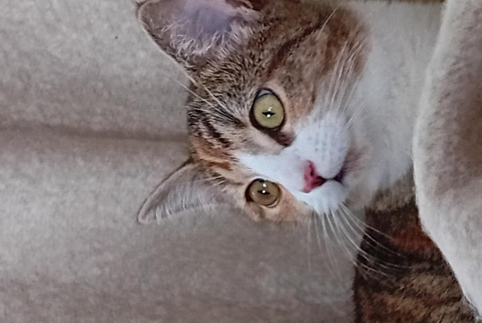 Alerte Disparition Chat croisement  Femelle , 1 ans Verviers Belgique