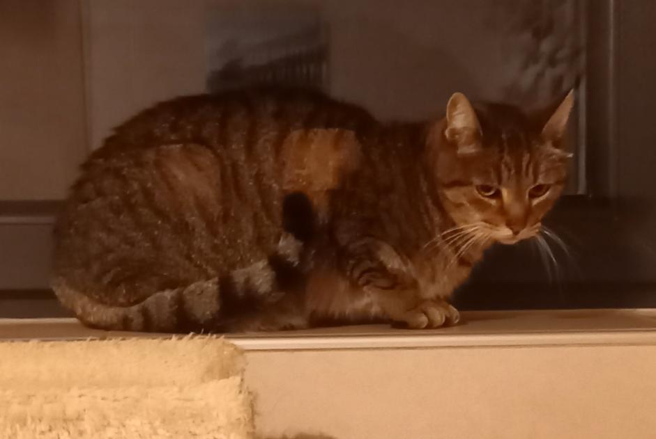 Alerte Disparition Chat Femelle , 9 ans Manage Belgique