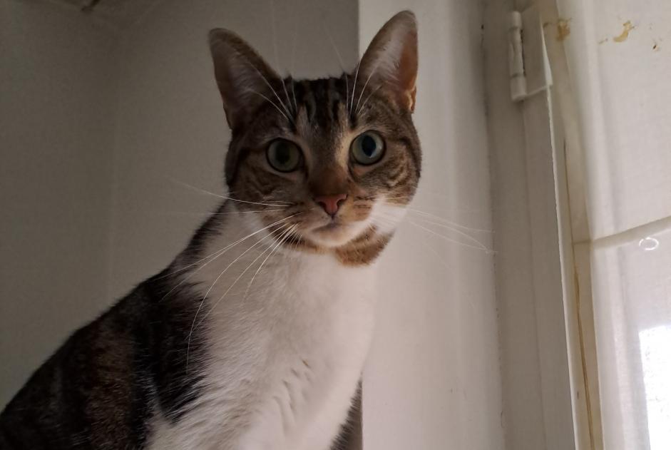 Alerte Disparition Chat croisement  Femelle , 3 ans Woluwe-Saint-Pierre Belgique