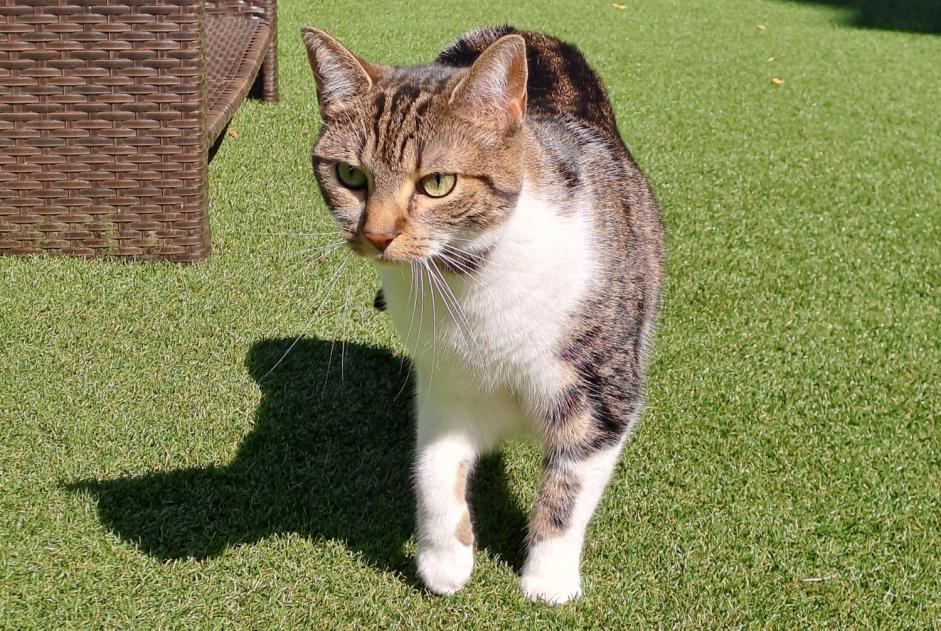 Alerte Disparition Chat croisement  Femelle , 3 ans Woluwe-Saint-Pierre Belgique