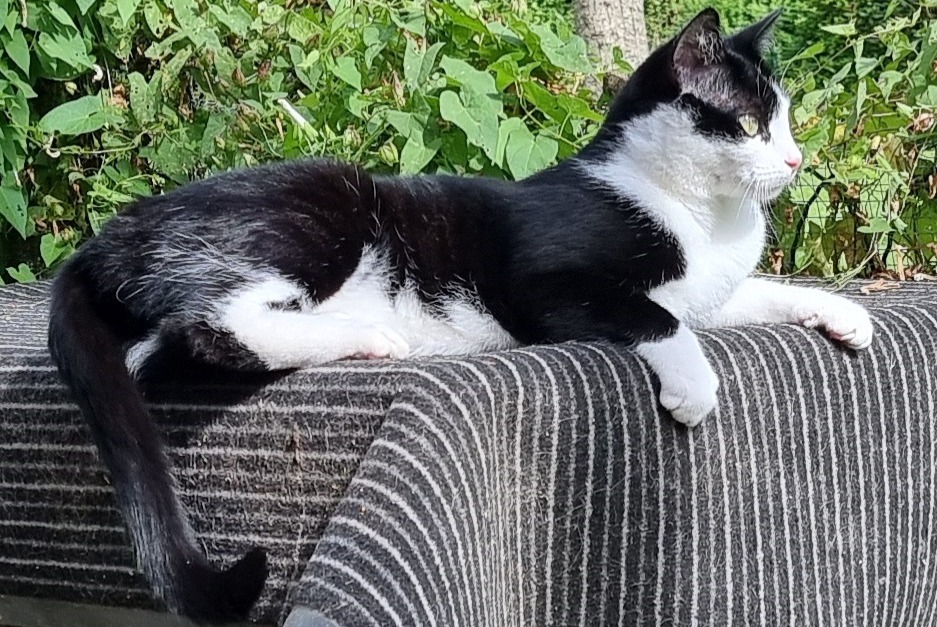 Alerte Disparition Chat croisement  Mâle , 3 ans Estinnes Belgique