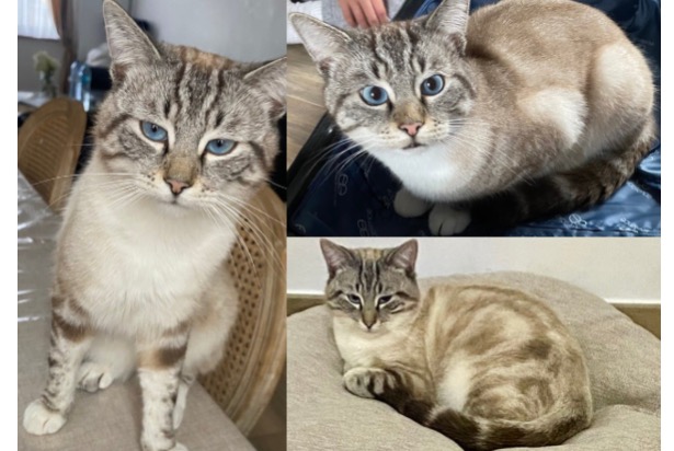 Alerte Disparition Chat croisement  Mâle , 1 ans Anderlecht Belgique