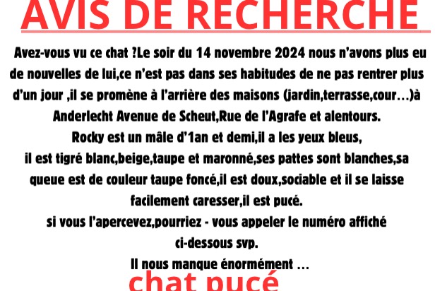 Alerte Disparition Chat croisement  Mâle , 1 ans Anderlecht Belgique