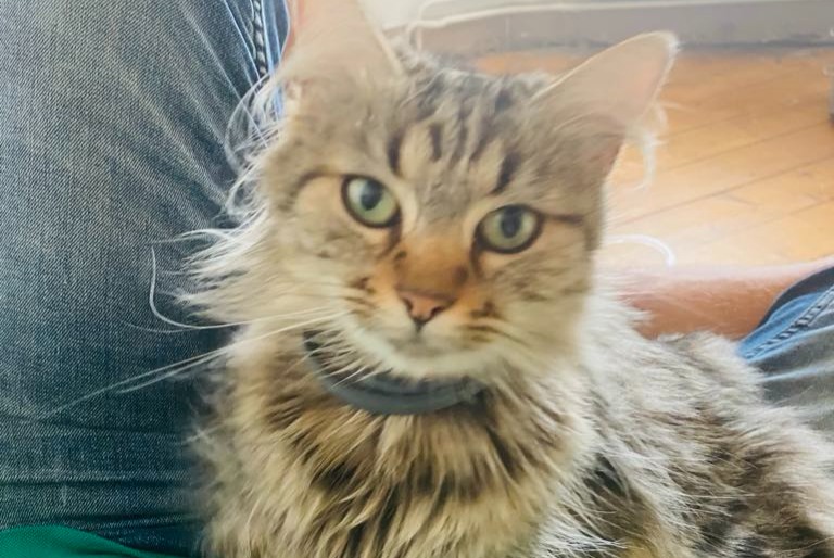 Alerte Disparition Chat croisement  Femelle , 6 ans Courcelles Belgique