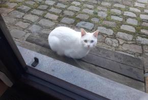 Alerte Découverte Chat Inconnu Waterloo Belgique