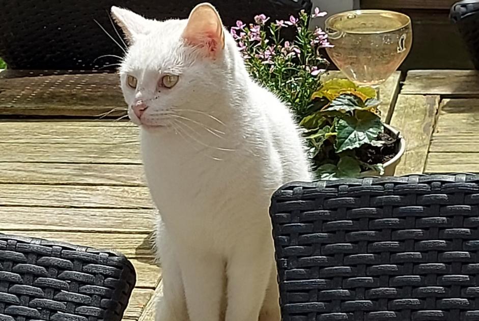 Alerte Disparition Chat  Femelle , 3 ans Liège Belgique