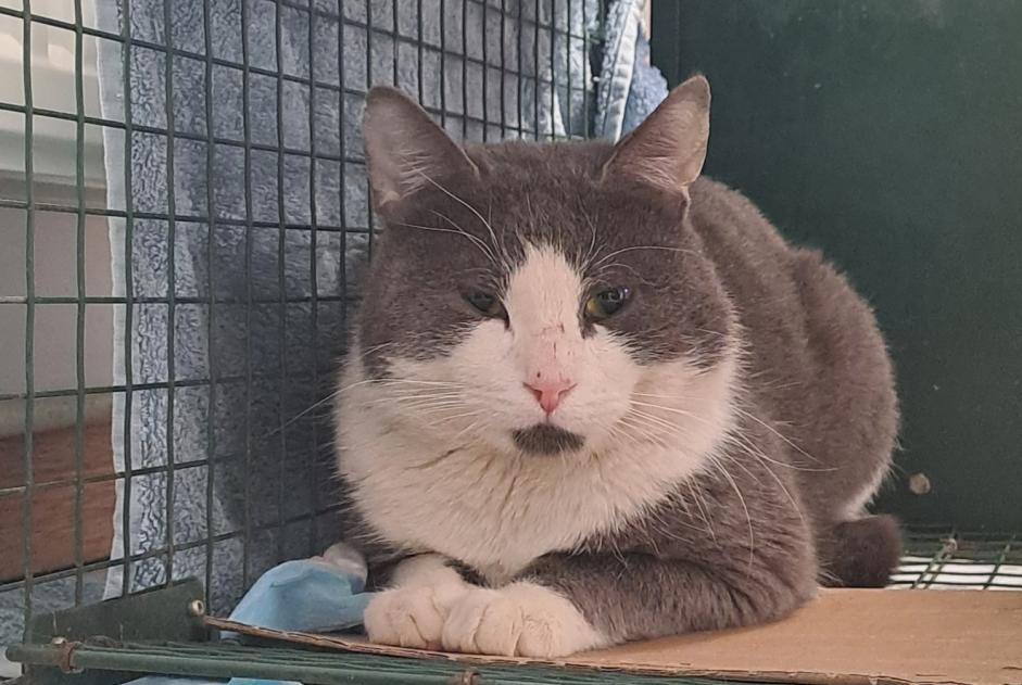 Alerte Découverte Chat   Mâle Namur Belgique