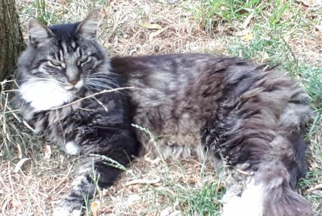 Avviso scomparsa Gatto  Maschio , 14 anni La Grange des Champs Belgio