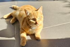 Avviso scomparsa Gatto Maschio , 1 anni Braives Belgio