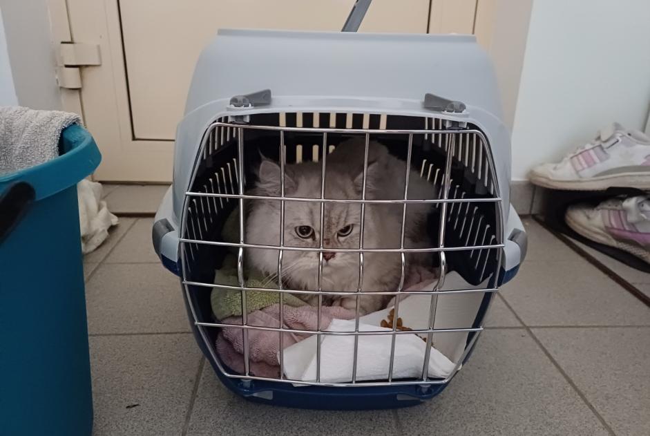 Avviso Ritrovamento Gatto  Non conosciuta Zaventem Belgio