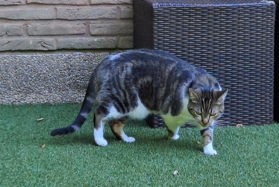 Avviso scomparsa Gatto incrocio di razze  Femmina , 3 anni Woluwe-Saint-Pierre Belgio