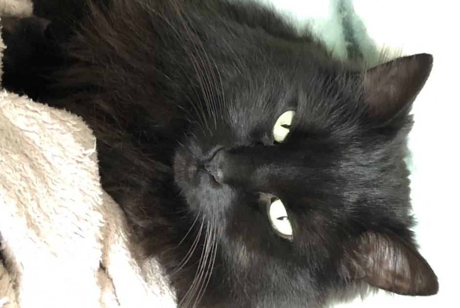 Avviso scomparsa Gatto Femmina , 8 anni Wavre Belgio