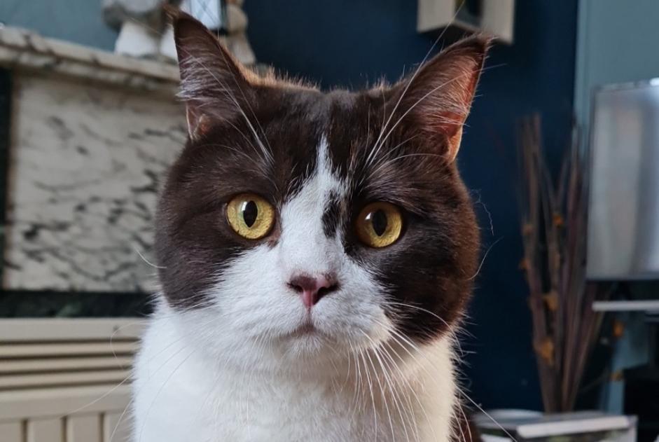 Avviso scomparsa Gatto  Maschio , 3 anni Soignies Belgio