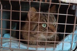 Avviso Ritrovamento Gatto incrocio di razze  Maschio Tubeke Belgio