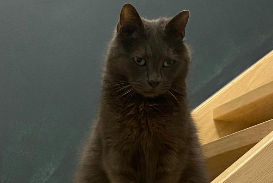 Alerta desaparecimento Gato cruzamento  Macho , 11 anos Quévy Belgium