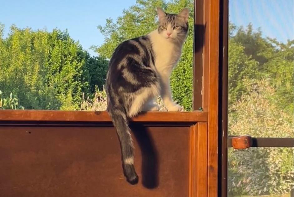 Alerta desaparecimento Gato Macho , 2 anos Andenne Belgium