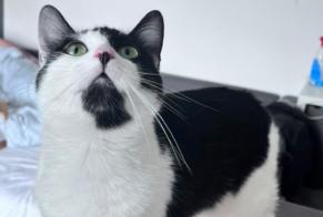 Alerta desaparecimento Gato cruzamento  Fêmea , 3 anos Colfontaine Belgium