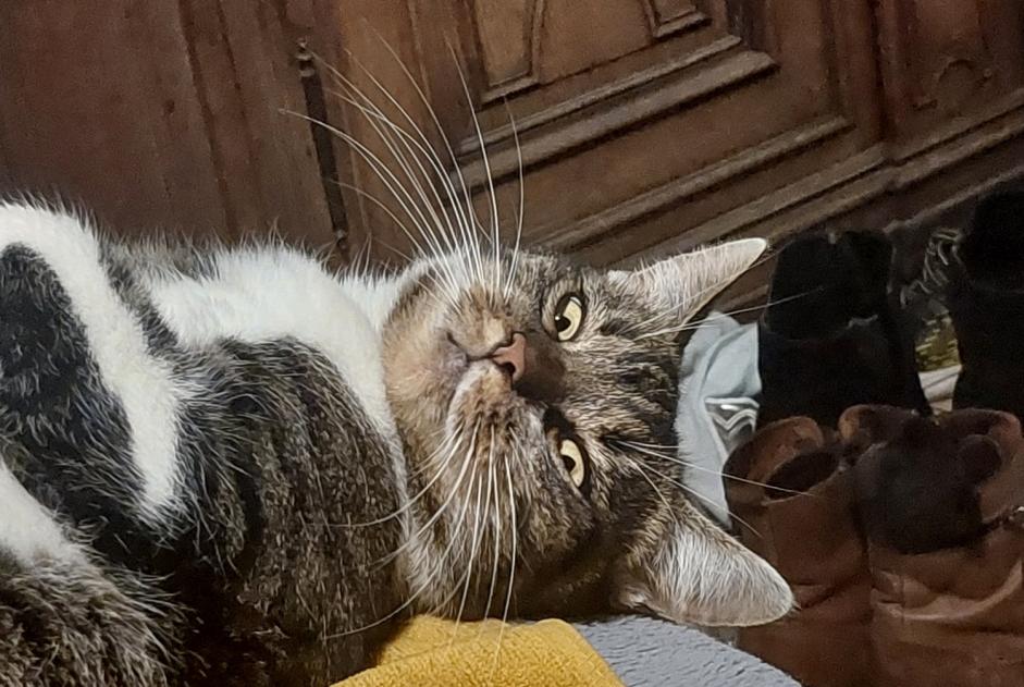 Alerta desaparecimento Gato Macho , 2 anos Amay Belgium