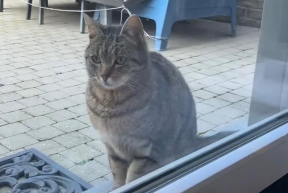 Alerta descoberta Gato Fêmea , 5 anos Boussu Belgium