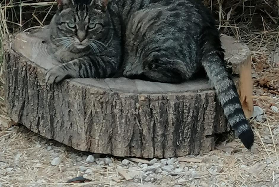 Chat Perdu A Marseille 15e Arrondissement Bouches Du Rhone